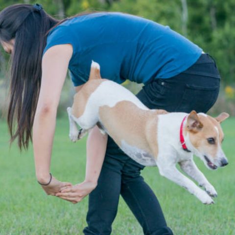 Advanced Training for Problem Areas for dog