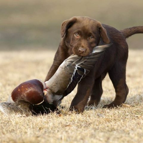 Basic Obedience Starts With Sit for golden retriever