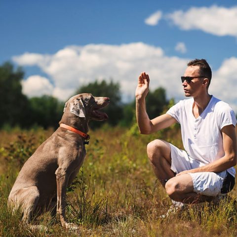 Basic Obedience in ASL for dog