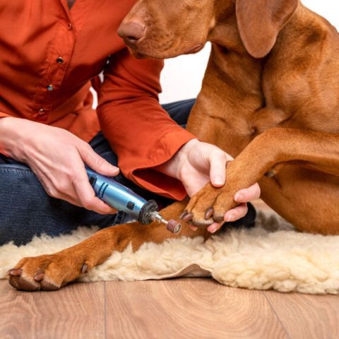 Breed-Specific Nail Care Needs for dog