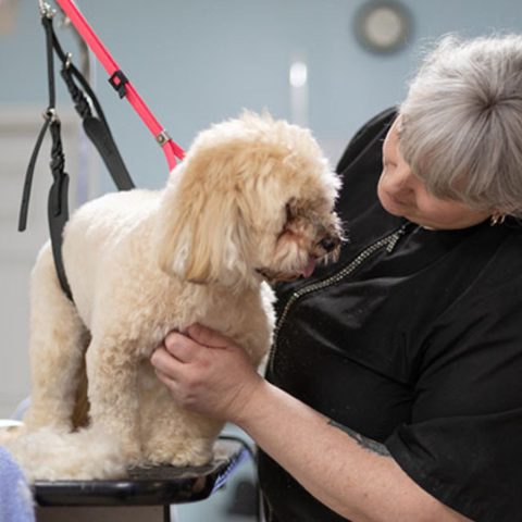 Canine Comfort in the Salon for dog