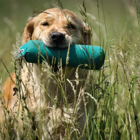 Choose the Right Equipment for Retriever