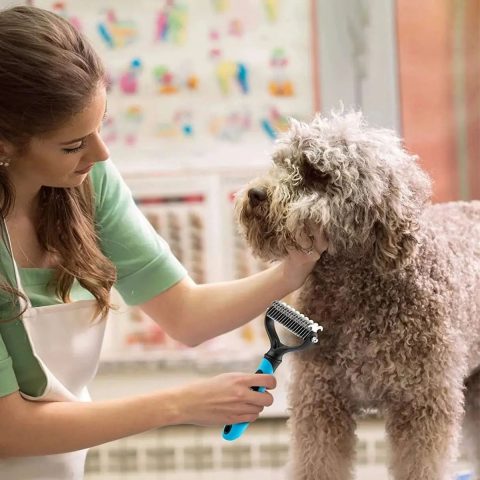 Choosing the Right Dematting Tools for dog