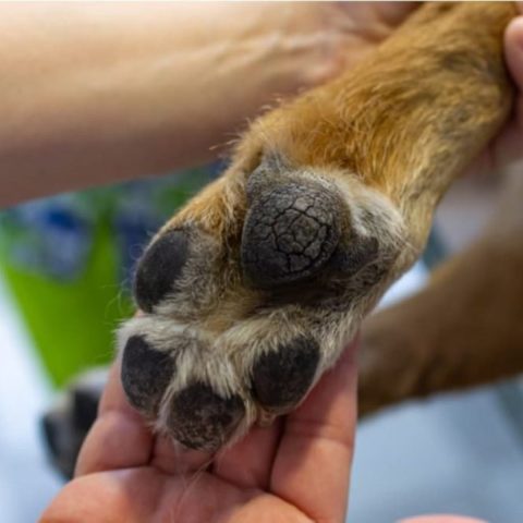 Cracked Paws and Infection Risks for dog