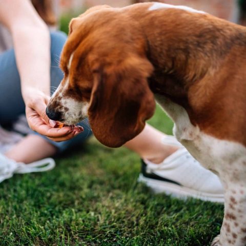 Focus on Positive Reinforcement for dog