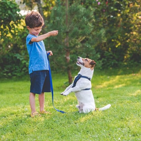 Gentle Nature Around Children for dog