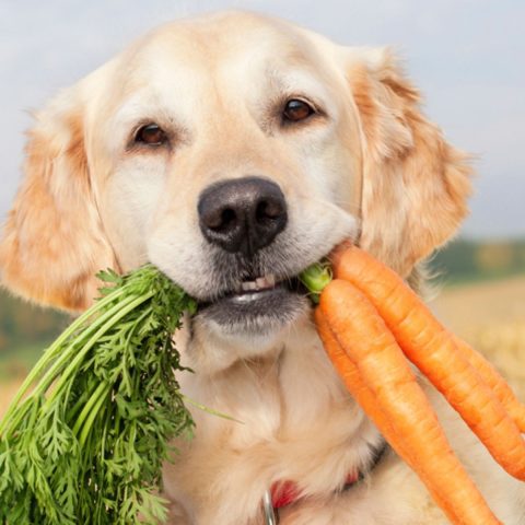 Healthy Alternative Treat Options for dog