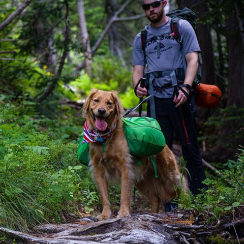 Hiking With Your Furry Friend for dog