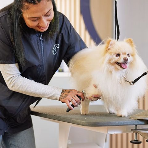 Petco's Walk-In Grooming Services for dog