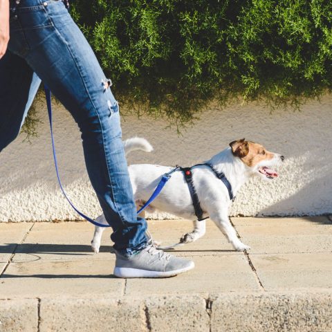 Practice Upright Walking Exercises for dog