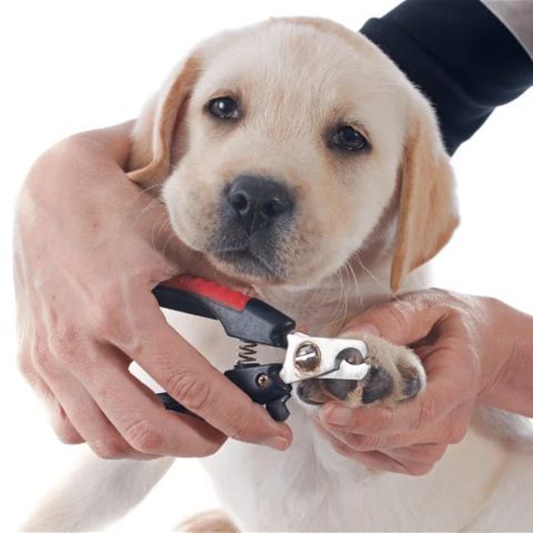 Scissors for Thick Nails and Coats for dog