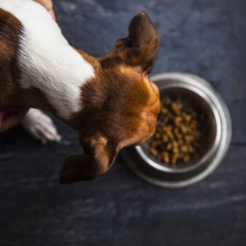 7 Tips for Choosing High-Protein Food for Active Dogs