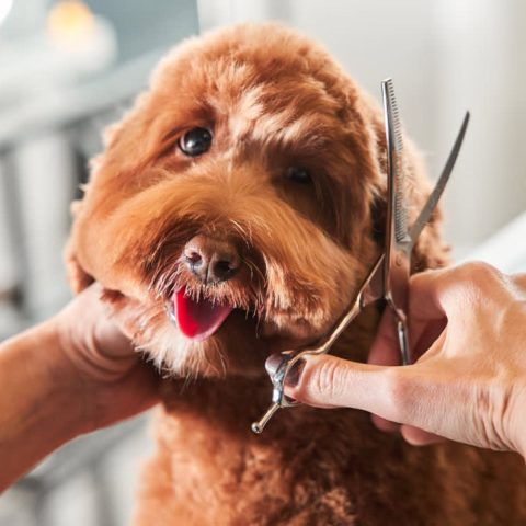 Breed-Specific Grooming Needs for dog grooming