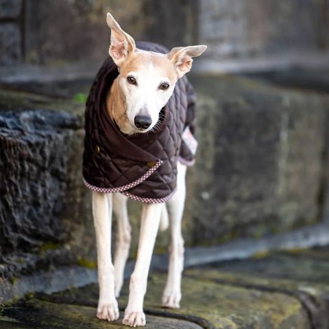 Brushing for a Silky Coat for Italian Greyhound Coat