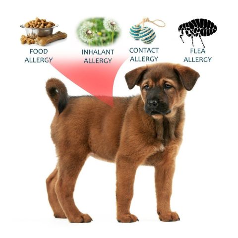 Common Allergens in Dog Food