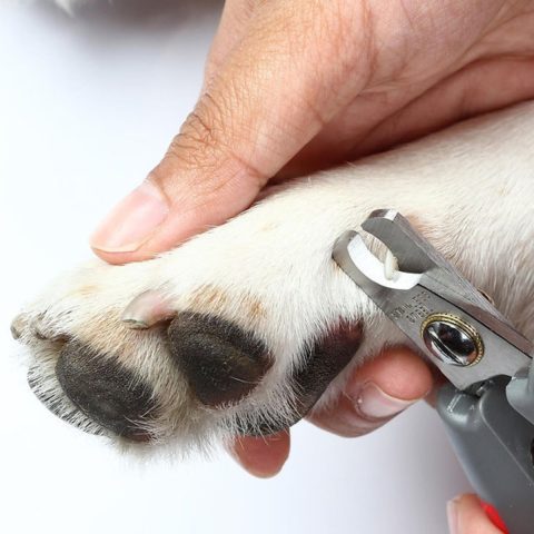 Desensitization to Nail Clippers for dog