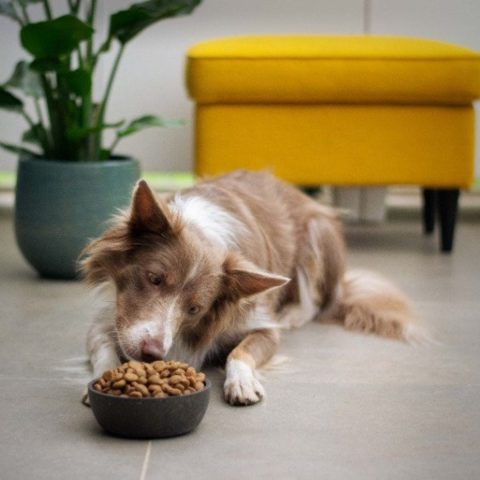 Discounted Pet Food Options for dog grooming