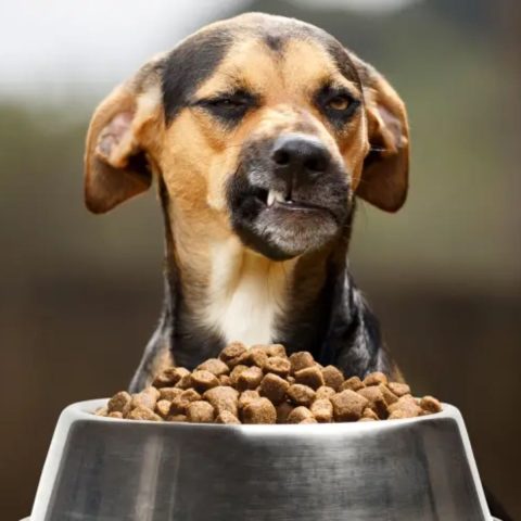 Evolution of Limited Ingredient Diets for Canines