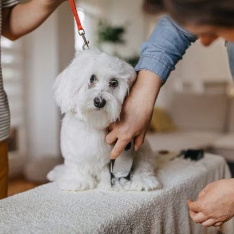 Gentle Trimming Techniques for Relief for dog