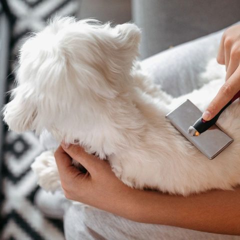 Grooming Essentials for Every Breed