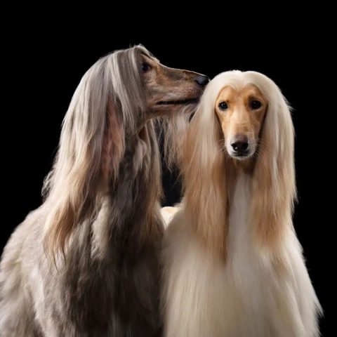 Mastering the Afghan Hound's Silky Coat Secrets