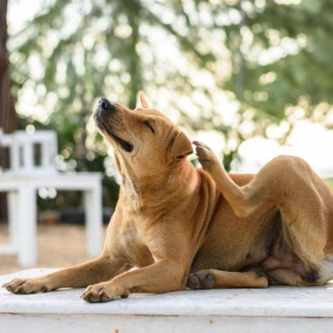 Natural Remedies for Itchy Skin dog