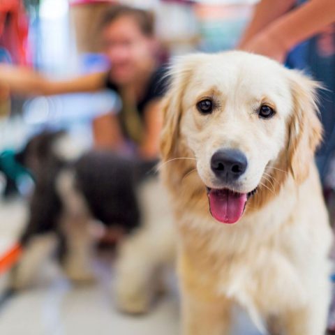 Pet-Friendly Waiting Area Essentials for dog grooming