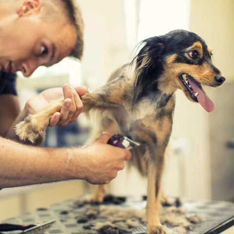 PetSmart Grooming Salon Review for dog grooming