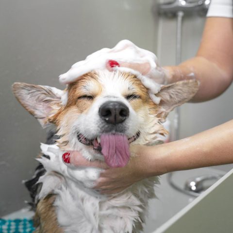 Preparation Is Key for dog groom