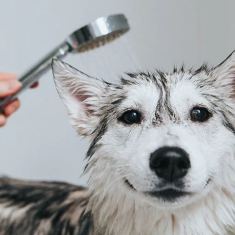 Prepare Your Dog for Detangling