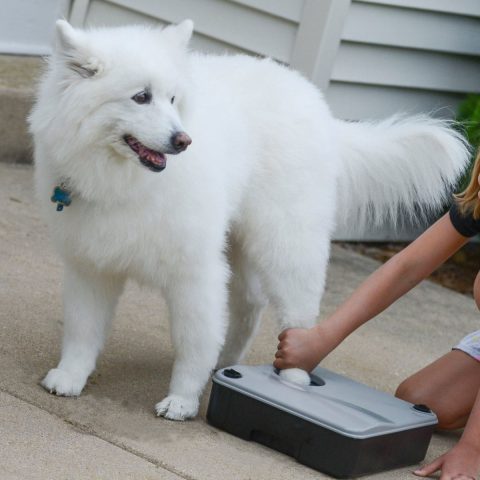 Prepare a Paw Cleaning Station for dog paw