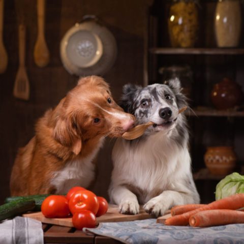 The Evolution of Limited Ingredient Diets for Dogs