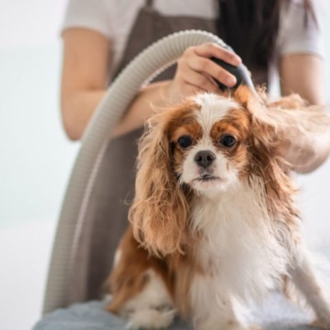 Top-Rated Dog Hair Dryers