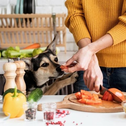 Toxic Ingredients to Avoid for dog