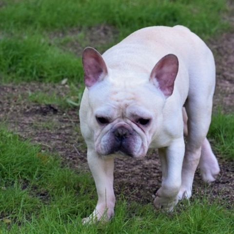 Training Bulldogs With Food Allergies Proven Strategies