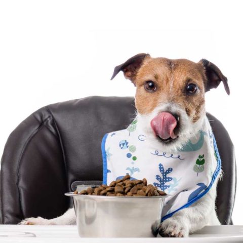 Understanding Conventional Dog Food