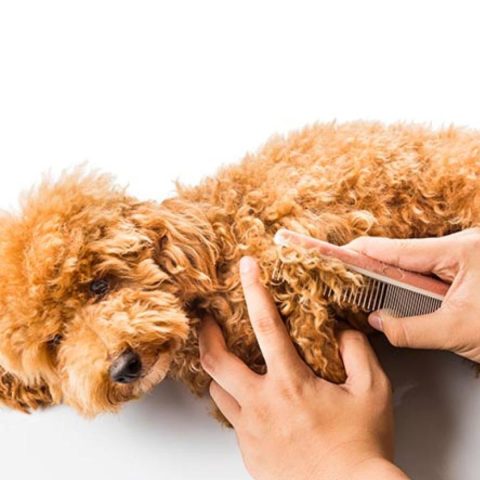 Understanding Matted Dog Hair