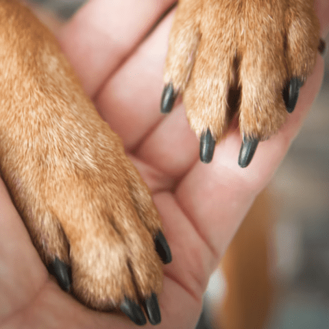 Understanding Your Dog's Nail Needs