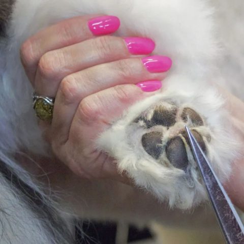 Understanding Your Dog's Paw Health