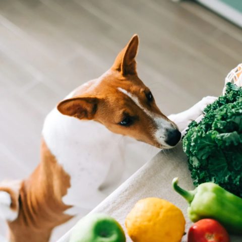 What's in Vegetarian Dog Food Nutritional Breakdown