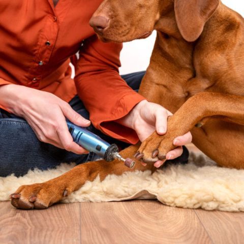 Why Nail Care Matters for dog