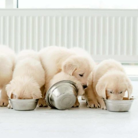 Why Puppy-Specific Recipes Are a Must for Pups