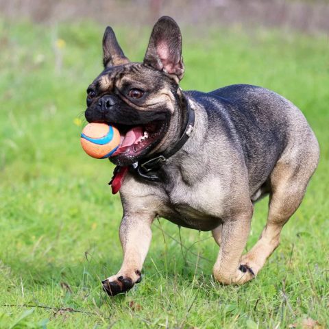 10 Best Training Methods for Beginner Frenchie Owners