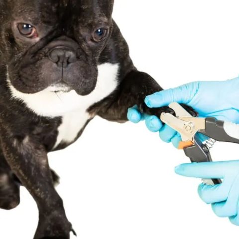 Can You Trim Your Frenchie's Nails at Home