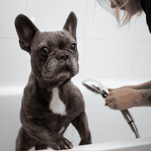 Coat Types and Grooming Needs of Frenchie Owners