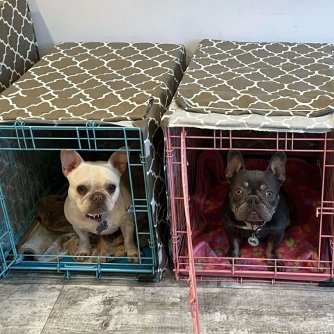 Crate Training for Anxiety in Frenchies 5 Tips