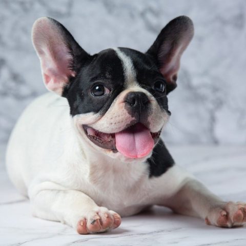 Essential Grooming Tips for New Frenchie Owners