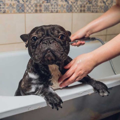 How Often to Bathe Your Adorable Frenchie