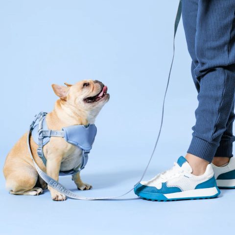 Leash Training Your Bulldog 10 Easy Steps