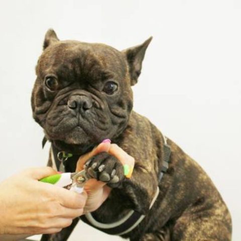 Nail Trimming Safety Tips for Your Frenchie at Home